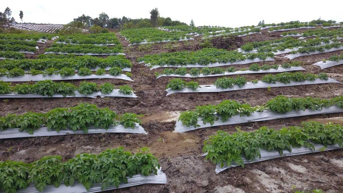 Masuk Masa Panen, Pelaku Usaha Siap Serap Bawang dan Kentang Food Estate Sumut