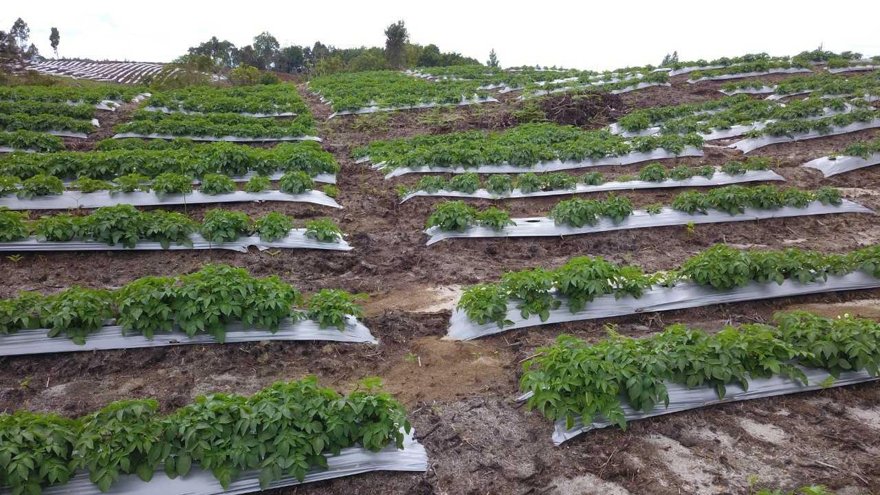 Masuk Masa Panen, Pelaku Usaha Siap Serap Bawang dan Kentang Food Estate Sumut