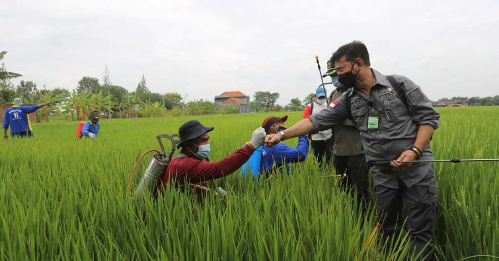 Kementan Terus Kawal Masa Panen Padi di Semua Wilayah Indonesia