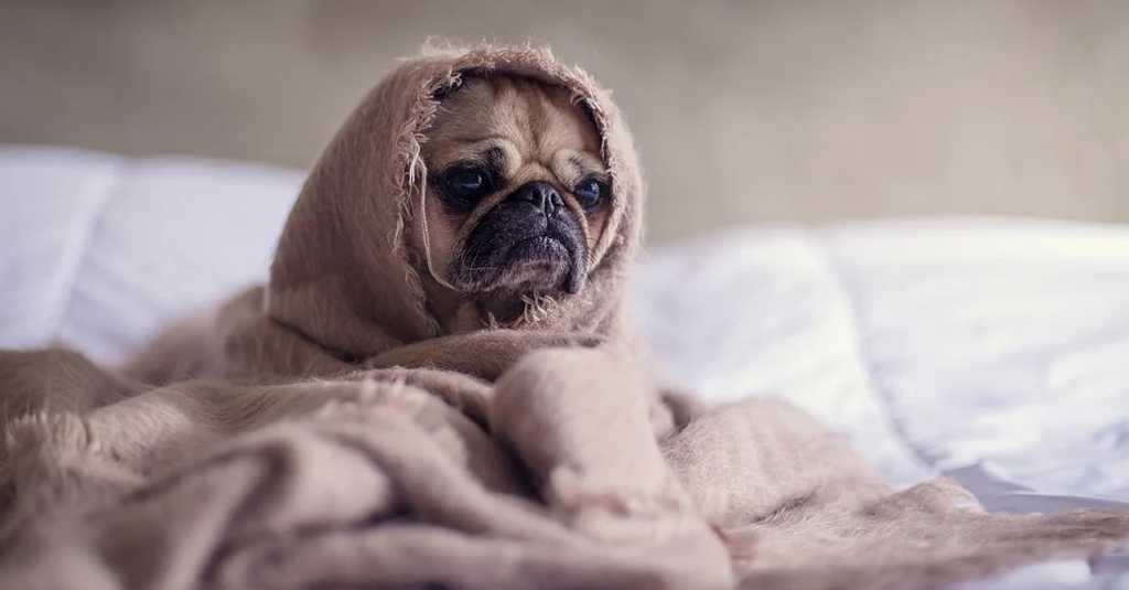 Unik! Begini Cara Anjing Kenali Suara Pemiliknya