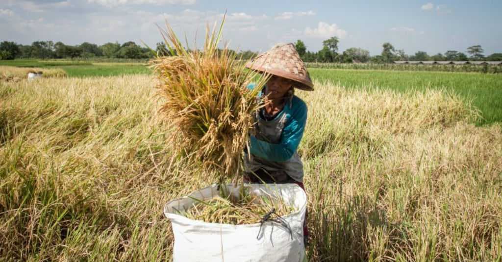 Soal Impor Beras, Guru Besar IPB Ingatkan Kepedulian Terhadap Petani