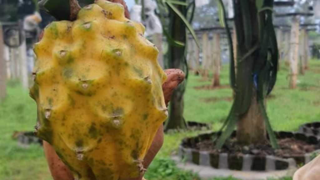 Wah! Ada Buah Naga Berwarna Kuning, Ini Penjelasannya