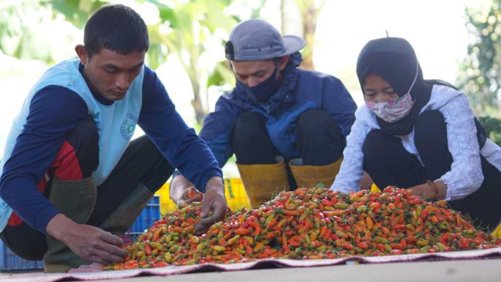 Harga Cabai Masih Tinggi, Kementan Tegaskan Tidak Perlu Impor