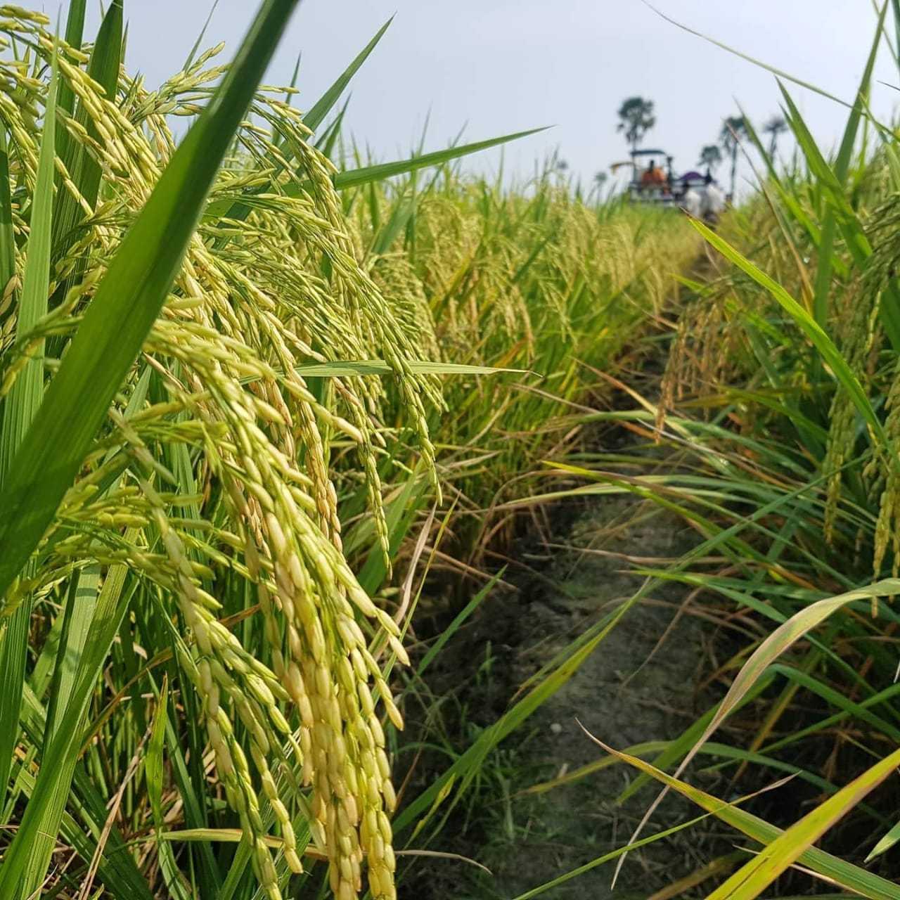 Kulon Progo Berhasil Panen Padi Nutri Zinc dengan Provitas 9,4 Ton/Hektar GKP