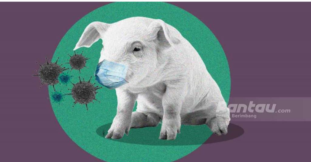 Wah, 600 Ekor Babi Mendadak Mati karena....