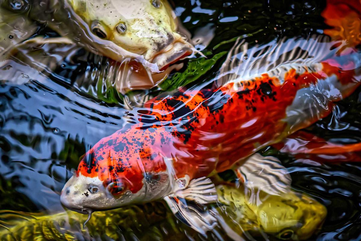 Tips Perawatan Kolam Ikan untuk Hobi Selama Pandemi Covid-19