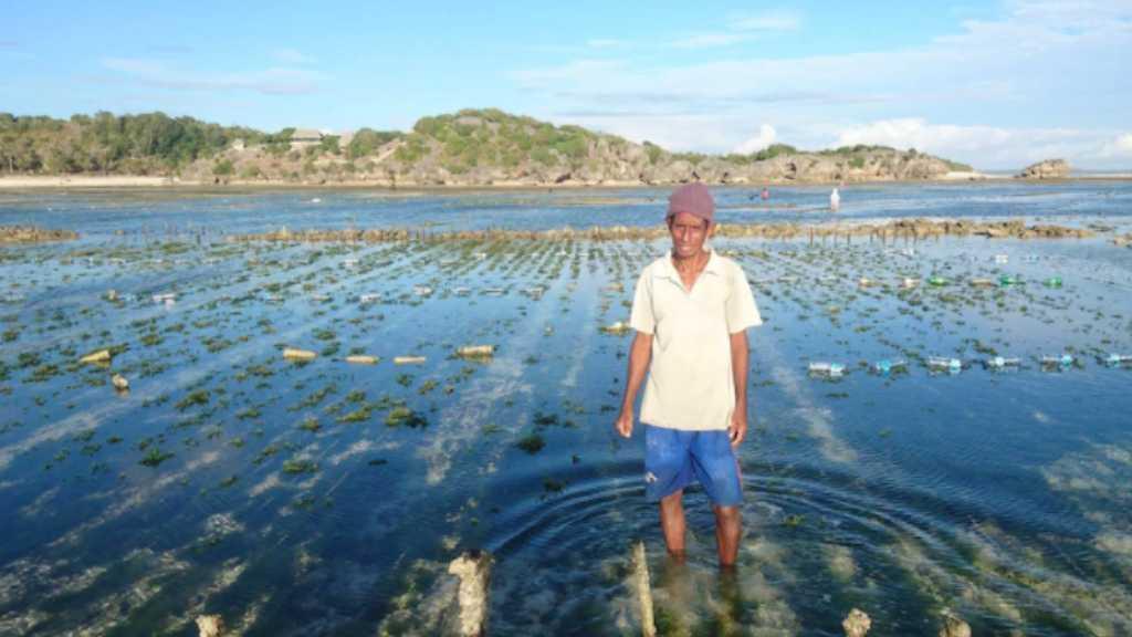 Kronologi Petani Rumput Laut Indonesia Menang Gugatan di Australia soal Tumpahan Minyak