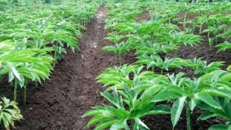 Tertarik Budi Daya Porang, Gubernur Kaltara Zainal Arifin Paliwang Berkunjung Ke Sidrap