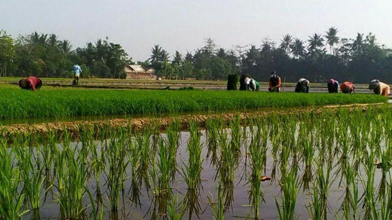 Harga Gabah di Sejumlah Daerah di Jabar Anjlok, Imbas Isu Impor Beras?