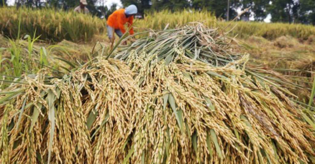 Antisipasi Harga Turun, Kementan Bersama Bulog Targetkan Serap Gabah di Jabar 270 Ribu Ton