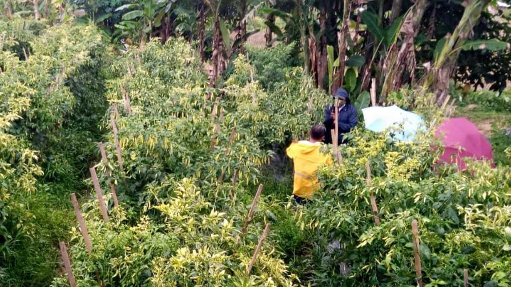 Kementan Optimistis Stok Cabai Aman Jelang Ramadhan dan Idul Fitri
