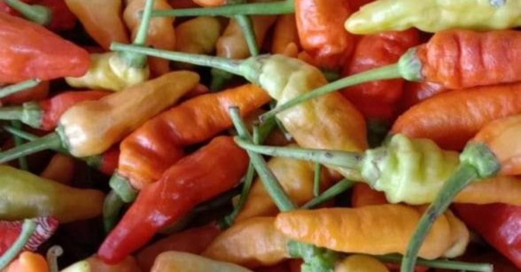 Hanya Siklus Musiman, Jelang Ramadhan Harga Cabai akan Kembali Normal