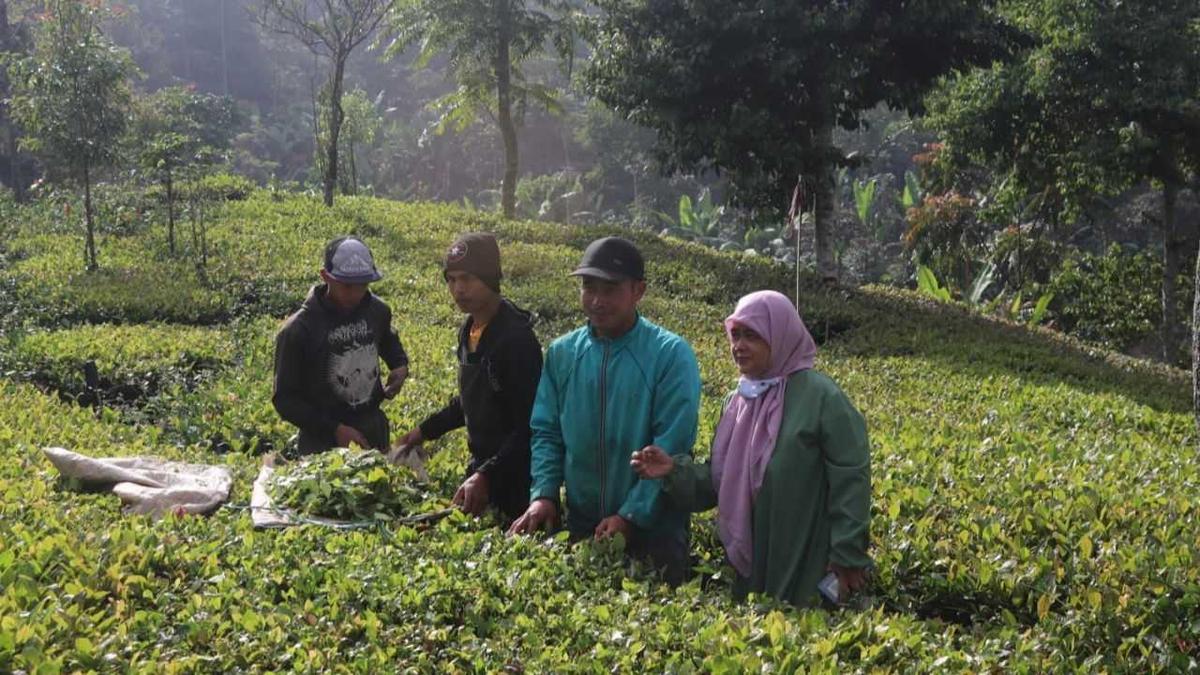 Kolaborasi Teh dan Kakao, Kementan Terus Pacu Komoditas Perkebunan Berdaya Saing