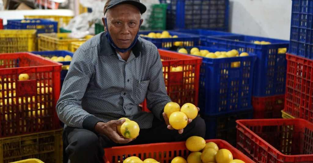Kementan Fasilitasi Para Petani Edarkan Lemon ke Pasar Jabodetabek hingga Bali