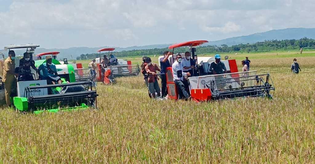 Panen Padi di Lokasi Food Estate, Gubernur NTT Buktikan Terwujudnya Peradaban Baru