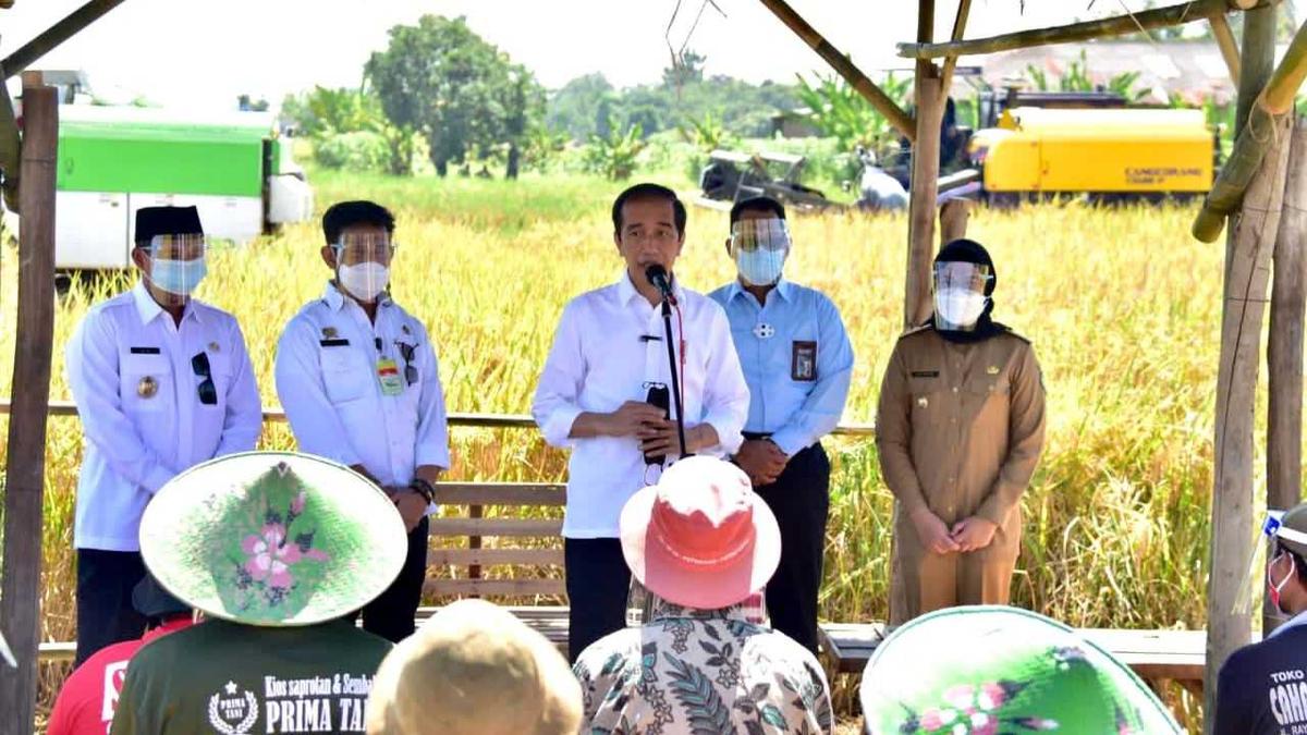 Presiden Jokowi Senang Produktivitas Padi Tinggi dan Harga Gabah Petani Naik