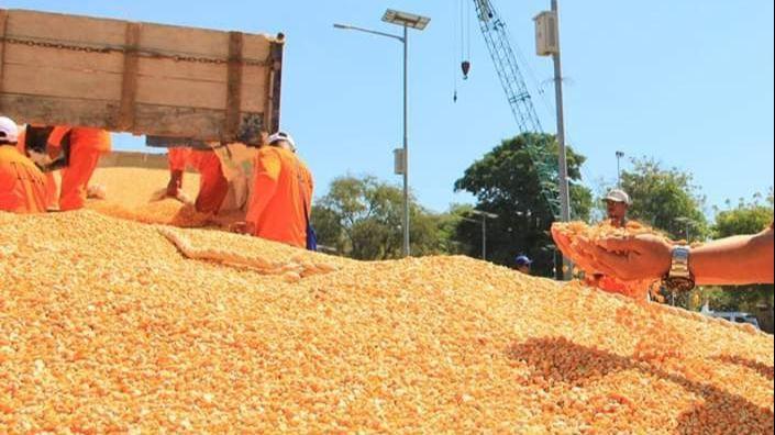 Redam Anomali Harga, Kementan Dorong Industri Pakan Ternak Serap Jagung Petani