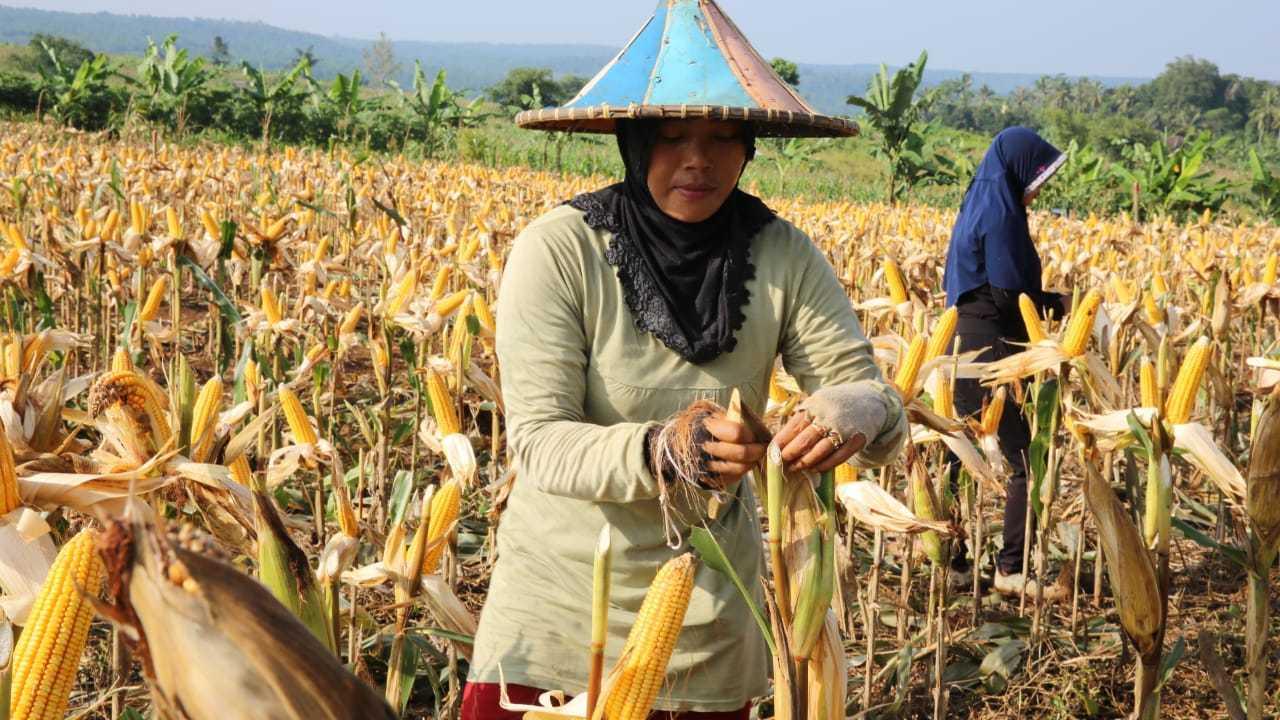 Kementan Pantau Jagung NTB Masih Melimpah dan Siap Panen April-Mei Ini