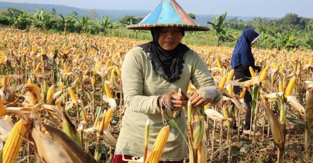 Dukung Program Kementan, Sumenep Manfaatkan Potensi Areal Tanam Baru di Kepulauan