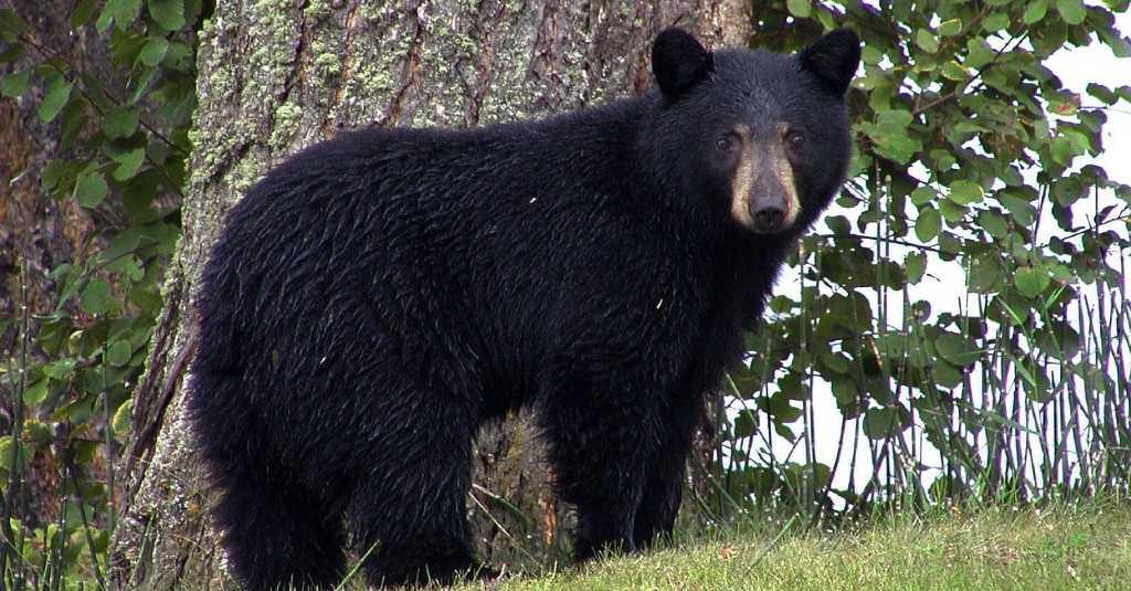Pria 66 Tahun Tewas Diserang Beruang Hitam di Hutan Arizona