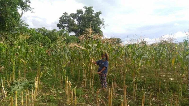 Takut Diserang Teroris, Warga Napu Poso Enggan Beraktivitas di Kebun