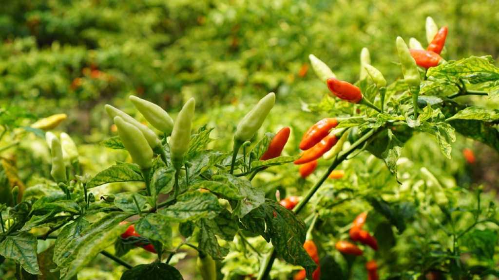 Pasca Idul Fitri, Kementan Pastikan Stok dan Harga Cabai Bawang Aman