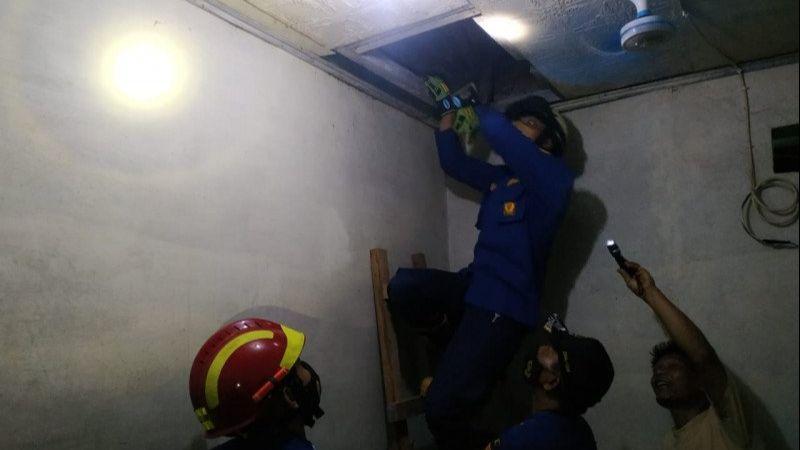 Ngeri Amat, Ada Ular Sanca di Plafon Rumah Warga Jam 2 Dini Hari