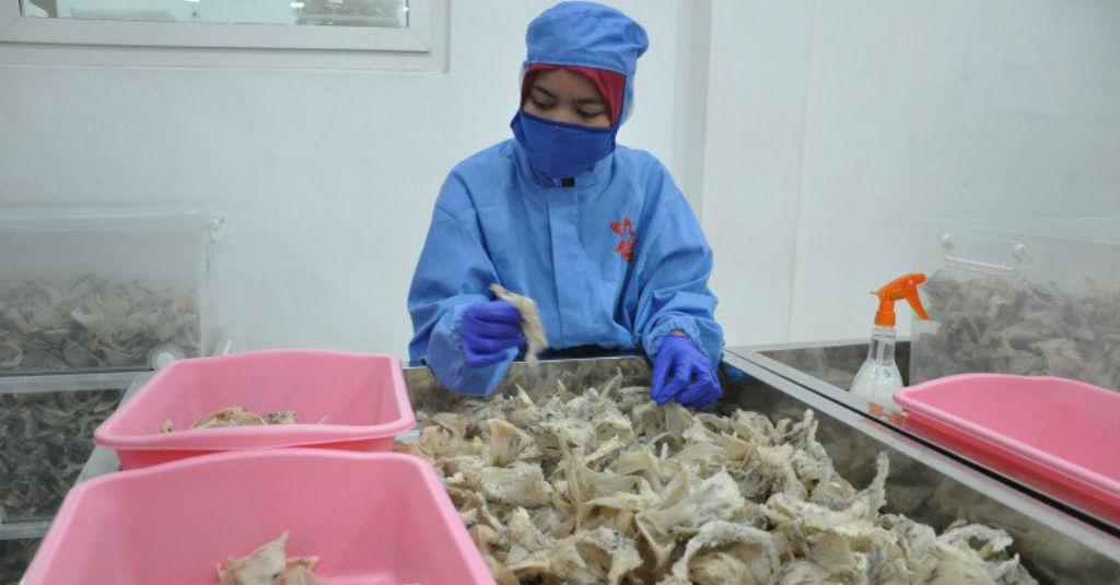 Porang dan Sarang Burung Walet Masuk Program Super Prioritas Pertanian