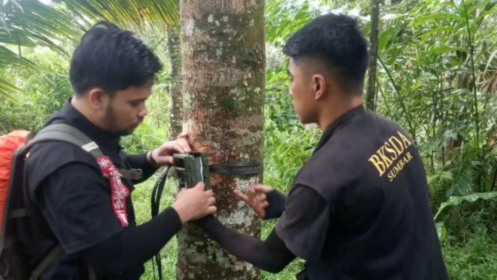 Makhluk Misterius Bikin Geger Sumbar, Berwarna Hitam dan Berbau Busuk