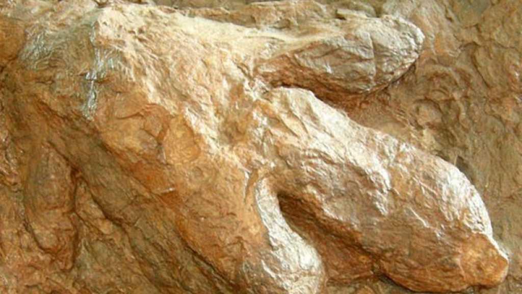 Spesies Baru Dinosaurus Ditemukan di Australia, Tingginya 5 Meter dan Sepanjang Lapangan Basket