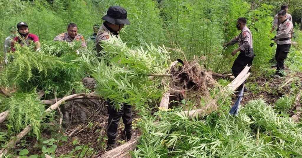 BNN Musnahkan 2 Hektar Ladang Ganja di Aceh
