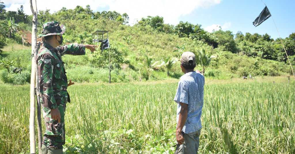 TMMD 111 Kodim 0911/Nunukan Optimalkan Manfaat Sawah 2 Hektare