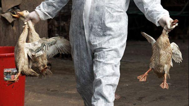 Covid-19 Belum Juga Reda, Sekarang Muncul Flu Burung yang Ditemukan di Peternakan Unggas!