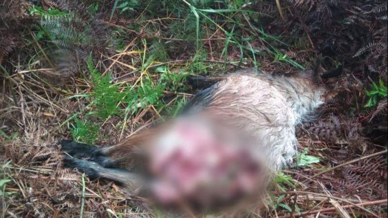 Harimau Sumatera Mangsa Dua Ekor Kambing Warga Riau, Padahal Sebentar Lagi Mau Kurban