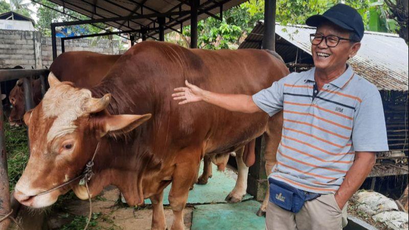 Mengenal 'Jarot', Sapi Kurban Presiden Jokowi Seberat 885 Kg