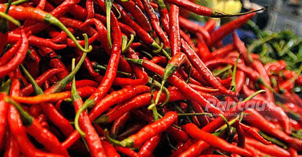 Pedasnya Harga Cabai di Purwokerto Capai Rp72.500 per Kilogram