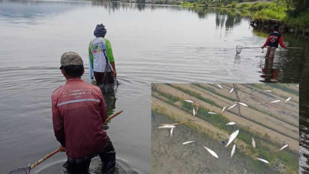 Geger Ikan di Danau Diatas Tiba-tiba Jinak dan Berenang ke Pinggir, Warga Sempat Lihat Air Danau Berputar
