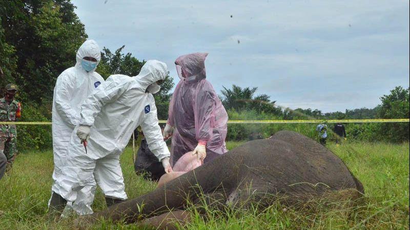 Heboh Gajah Mati Tanpa Kepala di Aceh, Hasil Autopsi Ungkap Fakta Mencengangkan