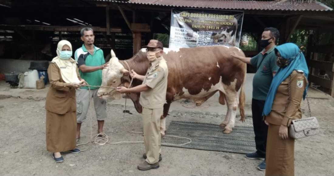 Begini Penampakan Sapi Kurban dengan Bobot 780 Kg Milik Presiden Jokowi di Bengkulu