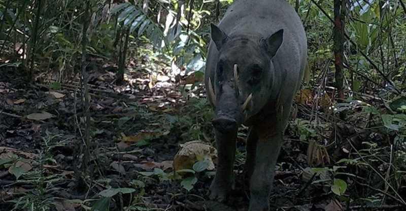 Jadi Mitos Penunjuk Jalan Keluar di Hutan, Begini Penampakan Pertama Babirusa Maluku yang Terekam