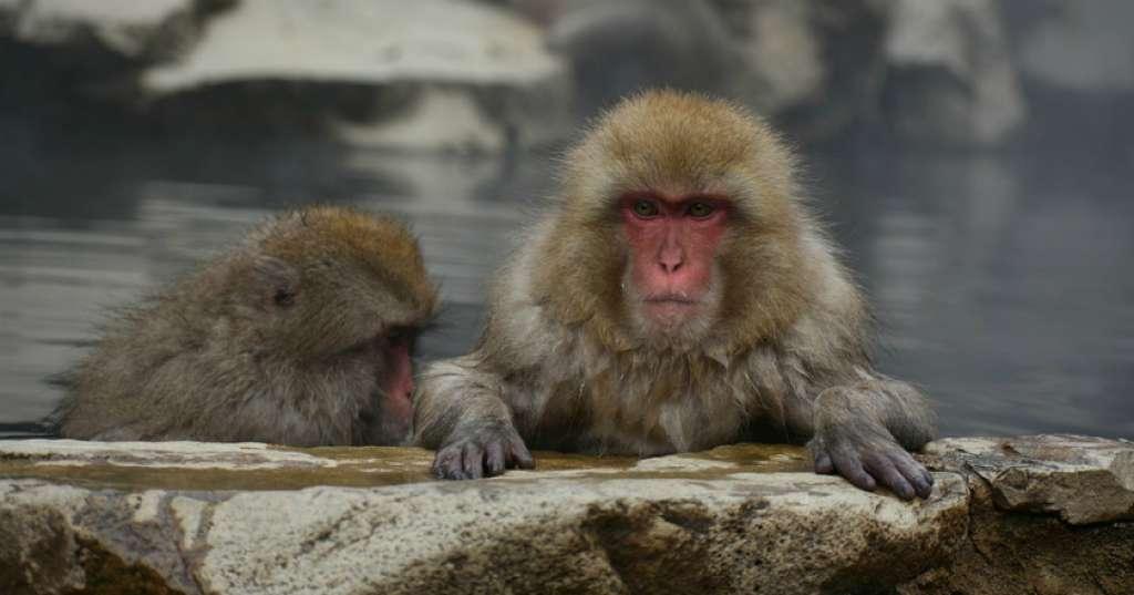 Pandemi Belum Usai, China Kembali Digegerkan oleh Virus Monyet yang Telah Menelan 1 Korban Jiwa