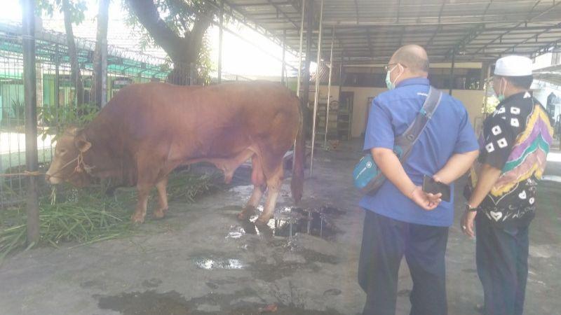 Presiden Jokowi Sumbang Sapi Limosin untuk Kurban di Banjarmasin, Beratnya Hampir 1 Ton