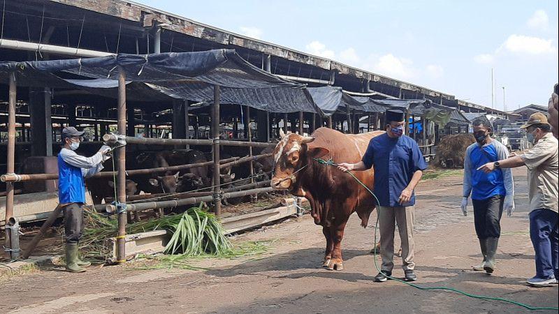 Anies Baswedan Serahkan Sapi Kurban Limousin Seberat 1,1 Ton