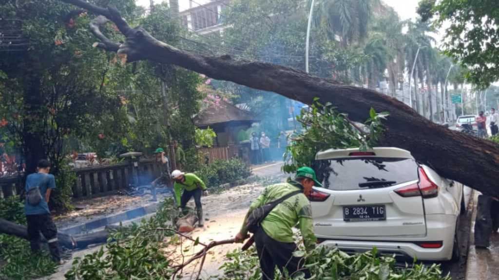 Penampakan Mobil Putih Tertimpa Pohon Besar Usai Hujan Deras di Cut Meutia Jakpus