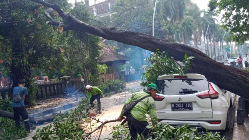 Penampakan Mobil Putih Tertimpa Pohon Besar Usai Hujan Deras di Cut Meutia Jakpus