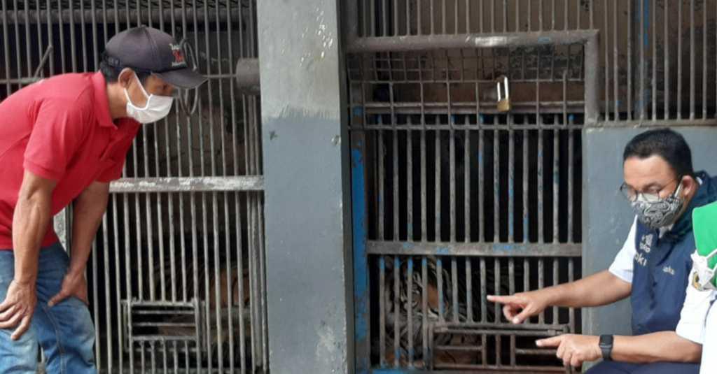 Hari dan Tino Dua Ekor Harimau Sumatera yang Terpapar COVID-19 Kini Kondisinya Membaik