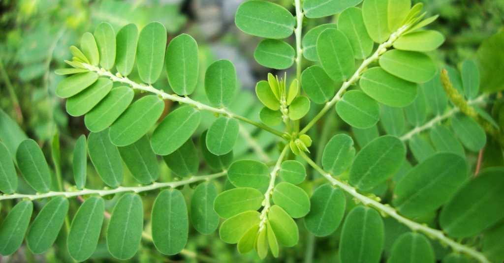 Lindungi Diri Dengan Herbal Ini Dari Ancaman di Masa Pandemi