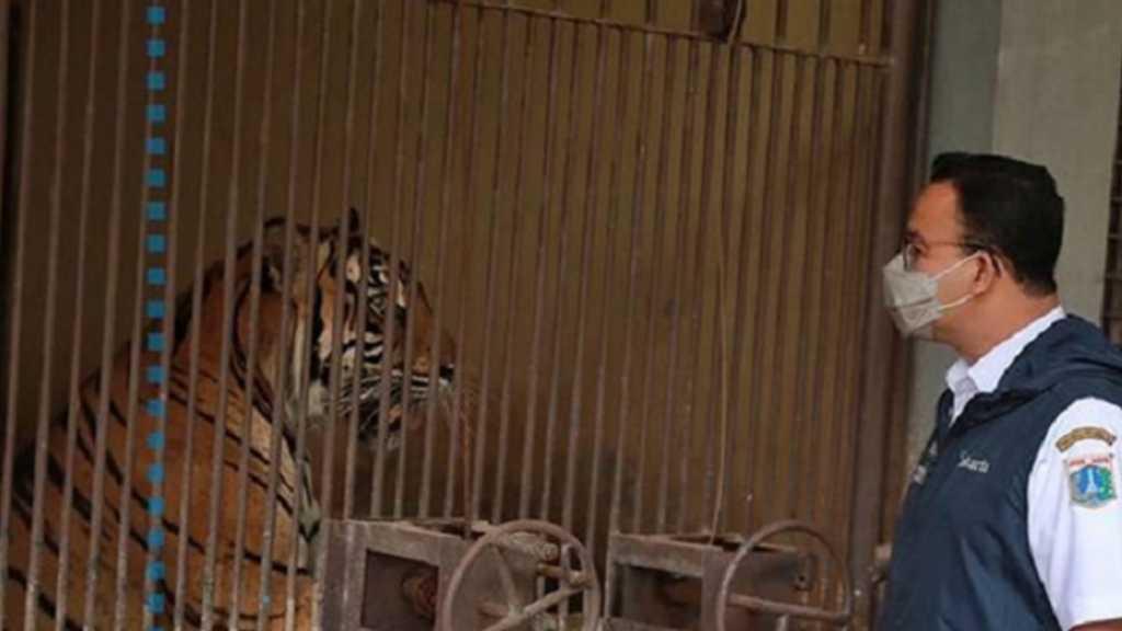 2 Harimau di Ragunan Positif COVID-19, Pakar Desak Kembangkan Vaksin untuk Hewan