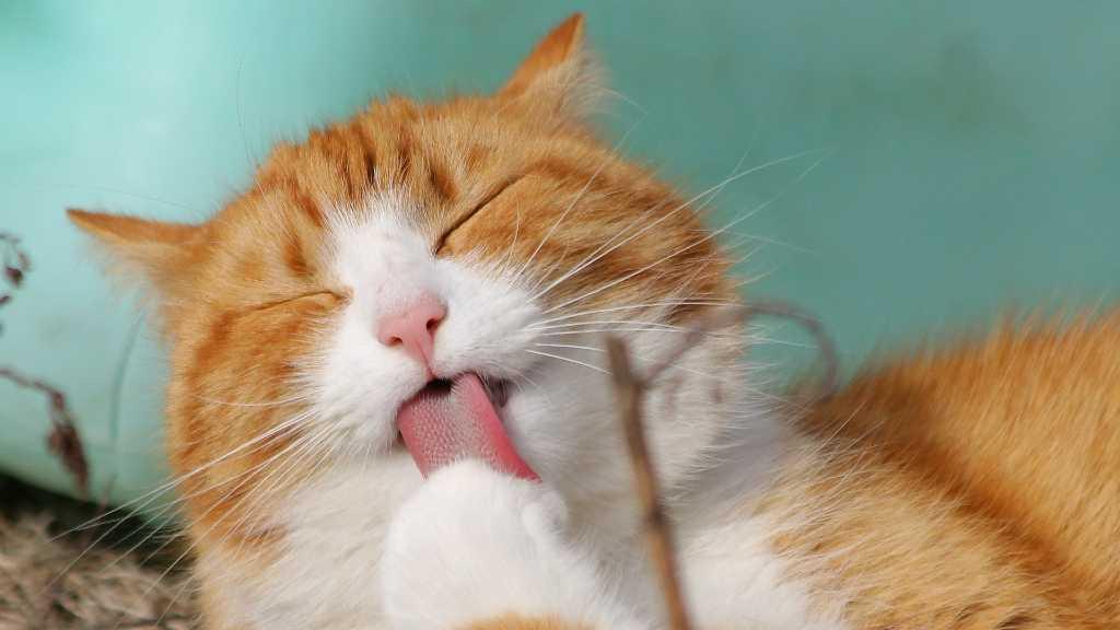 Jenderal TNI Bunuh Kucing, Ketua Komisi I: Peluru Dibeli Pakai Uang Negara Bukan buat Tembaki Kucing!