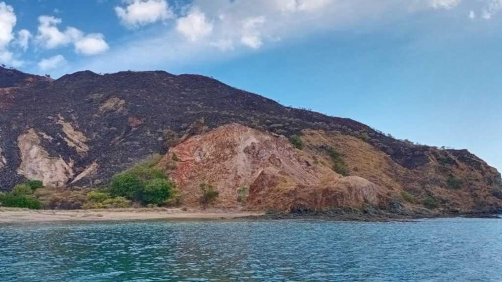 Kebakaran Sabana di Taman Nasional Komodo, Begini Nasib Sang Hewan Purba Saat Ini